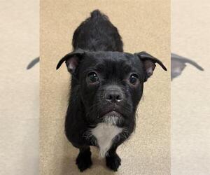 Cairn Terrier-Unknown Mix Dogs for adoption in Sacramento, CA, USA