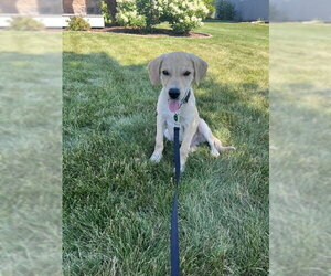 Labrador Retriever-Unknown Mix Dogs for adoption in Genesee, WI, USA