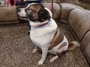 Saint Bernard Dogs for adoption in Yakima, WA, USA