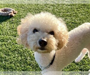 Poodle (Miniature) Dogs for adoption in Agoura Hills, CA, USA