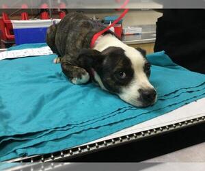 Mutt Dogs for adoption in Riverside, CA, USA