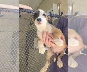 Labrador Retriever-Unknown Mix Dogs for adoption in Amarillo, TX, USA