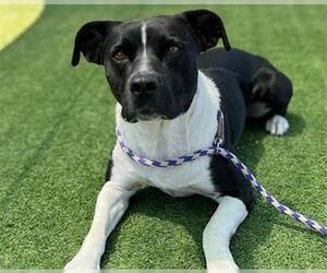 Mutt Dogs for adoption in Redwood City, CA, USA