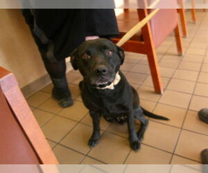 Labrador Retriever-Unknown Mix Dogs for adoption in Ocala, FL, USA