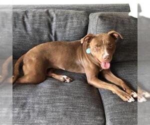 American Pit Bull Terrier-Unknown Mix Dogs for adoption in Woodside, NY, USA