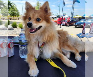 Pomeranian-Unknown Mix Dogs for adoption in Fargo, ND, USA