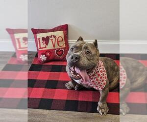 American Bulldog-Staffordshire Bull Terrier Mix Dogs for adoption in Plantation, FL, USA