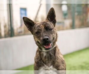 Greyhound-Unknown Mix Dogs for adoption in Pasadena, CA, USA