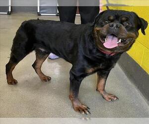 Rottweiler Dogs for adoption in Forestville, MD, USA