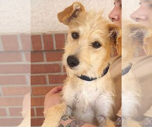 Cairn Terrier-Unknown Mix Dogs for adoption in Carrollton, TX, USA