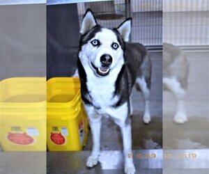 - Mix Dogs for adoption in San Jacinto, CA, USA