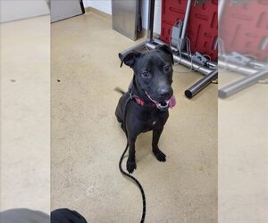 Labrador Retriever Dogs for adoption in Derwood, MD, USA