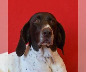 German Shorthaired Pointer Dogs for adoption in Eureka, CA, USA