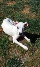 Jack Russell Terrier-Unknown Mix Dogs for adoption in Custer, WA, USA