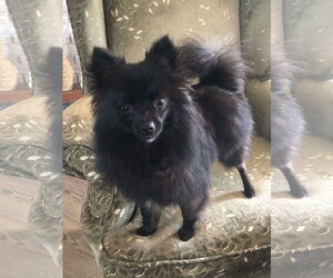 Pomeranian Dogs for adoption in Lebanon, PA, USA