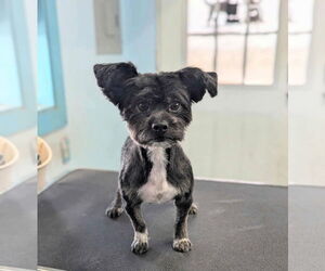 Mutt Dogs for adoption in Minneapolis, MN, USA