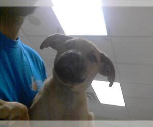 American Pit Bull Terrier Dogs for adoption in Fayetteville, NC, USA