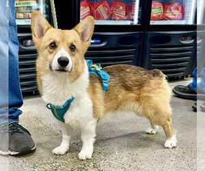 Pembroke Welsh Corgi Dogs for adoption in St. Louis Park, MN, USA