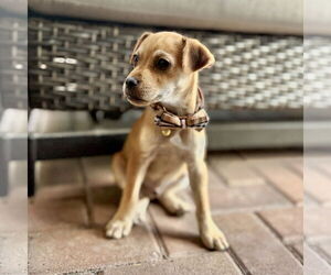 Rat Terrier-Unknown Mix Dogs for adoption in Royal Palm Beach, FL, USA