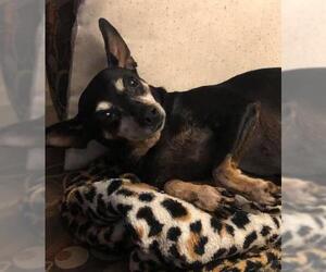 American Rat Pinscher Dogs for adoption in Pawtucket, RI, USA