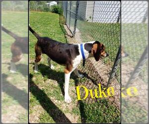 English Foxhound Dogs for adoption in Maquoketa, IA, USA