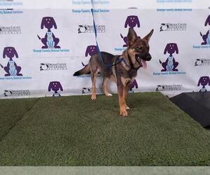 Medium Photo #1 German Shepherd Dog Puppy For Sale in Orlando, FL, USA