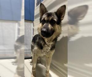 German Shepherd Dog Dogs for adoption in Bakersfield, CA, USA