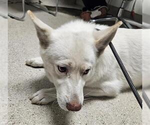 Siberian Husky Dogs for adoption in Bakersfield, CA, USA