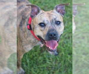 Bullboxer Pit Dogs for adoption in Mobile, AL, USA