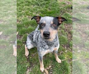 Mutt Dogs for adoption in Lee's Summit, MO, USA