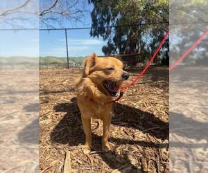 Cockeranian Dogs for adoption in Fremont, CA, USA