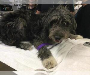 Mutt Dogs for adoption in Riverside, CA, USA