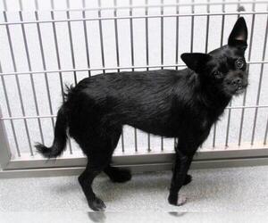 Cairn Terrier Dogs for adoption in Orange, CA, USA
