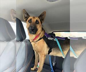 German Shepherd Dog-Unknown Mix Dogs for adoption in Las Vegas, NV, USA