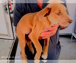 Mutt Dogs for adoption in Oroville, CA, USA