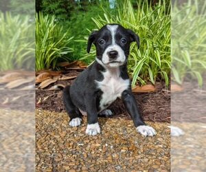 Jack Russell Terrier-Unknown Mix Dogs for adoption in Nashville, TN, USA