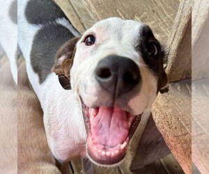 Labrador Retriever-Whippet Mix Dogs for adoption in Bristol, CT, USA