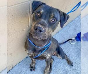 Rottweiler-American Pit Bull Terrier Dogs for adoption in Seattle, WA, USA