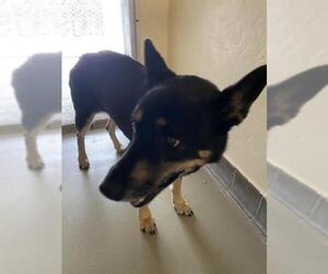 German Shepherd Dog Dogs for adoption in Sanford, FL, USA