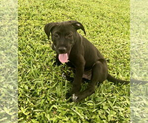 Labrador Retriever-Unknown Mix Dogs for adoption in Royal Palm Beach, FL, USA