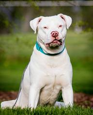 Medium Photo #1 American Bulldog-Labrador Retriever Mix Puppy For Sale in Portage, IN, USA