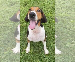 Treeing Walker Coonhound Dogs for adoption in Sparta, IL, USA