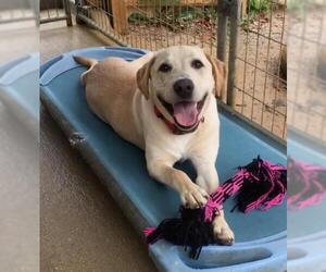 Labrador Retriever Dogs for adoption in Meridian, MS, USA