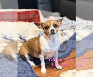 Chihuahua-Unknown Mix Dogs for adoption in Grafton, WI, USA