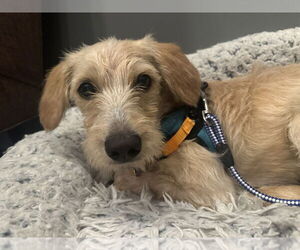 Labrador Retriever-Unknown Mix Dogs for adoption in Mundelein, IL, USA