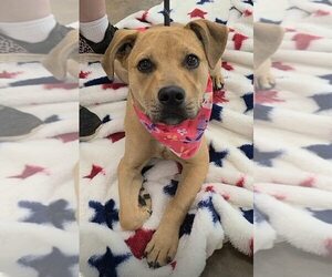 Mutt Dogs for adoption in New York, NY, USA