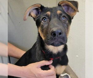 German Shepherd Dog-Unknown Mix Dogs for adoption in San Antonio, TX, USA