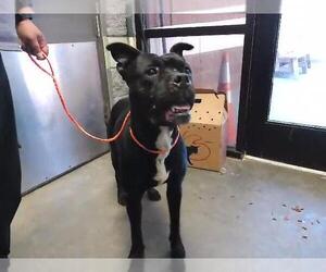 Boxer-Unknown Mix Dogs for adoption in Tulsa, OK, USA