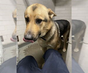 Medium Photo #2 German Shepherd Dog Puppy For Sale in Stockton, CA, USA