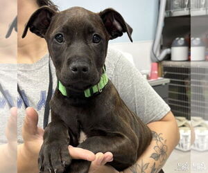 Labrador Retriever-Unknown Mix Dogs for adoption in Washington, DC, USA